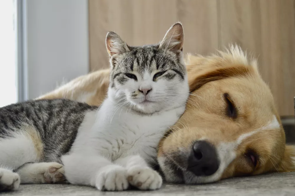 A content tabby cat snuggles next to a sleeping golden retriever.